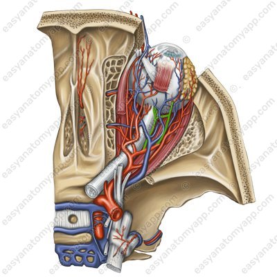 Short posterior ciliary arteries (arteriae ciliares posteriores breves)